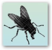 Logo Fly Picture