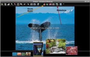 Snapact - Editor/Viewer