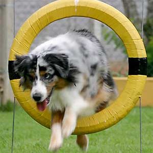 Cane