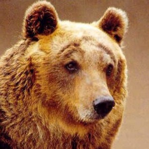 logo orso